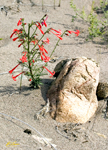 Scarlet Gilia 4141